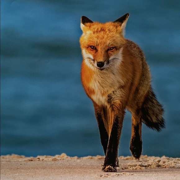 Hi, I’m Arka Deo. Thank you for stopping by. - Picture 5 of 10